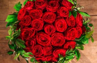 The Aphrodite red roses