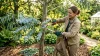 Tailler eucalyptus gunnii : Quand & comment procéder