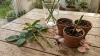Boutures en eau et jeunes plants en terre cuite sur table