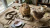 Animaux en Q : Liste complète pour le Petit Bac