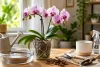 Comment faire Fleurir une Orchidée​ ? 🌸 Conseils pour Refleurir