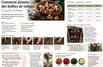 Comment planter des Bulbes de Tulipes ? Guide pratique