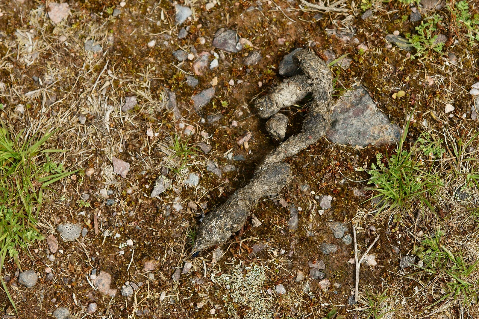 Excréments de carnivore compatibles avec une crotte de renard