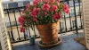 Quand planter un Laurier rose ? Entretien & Plantation
