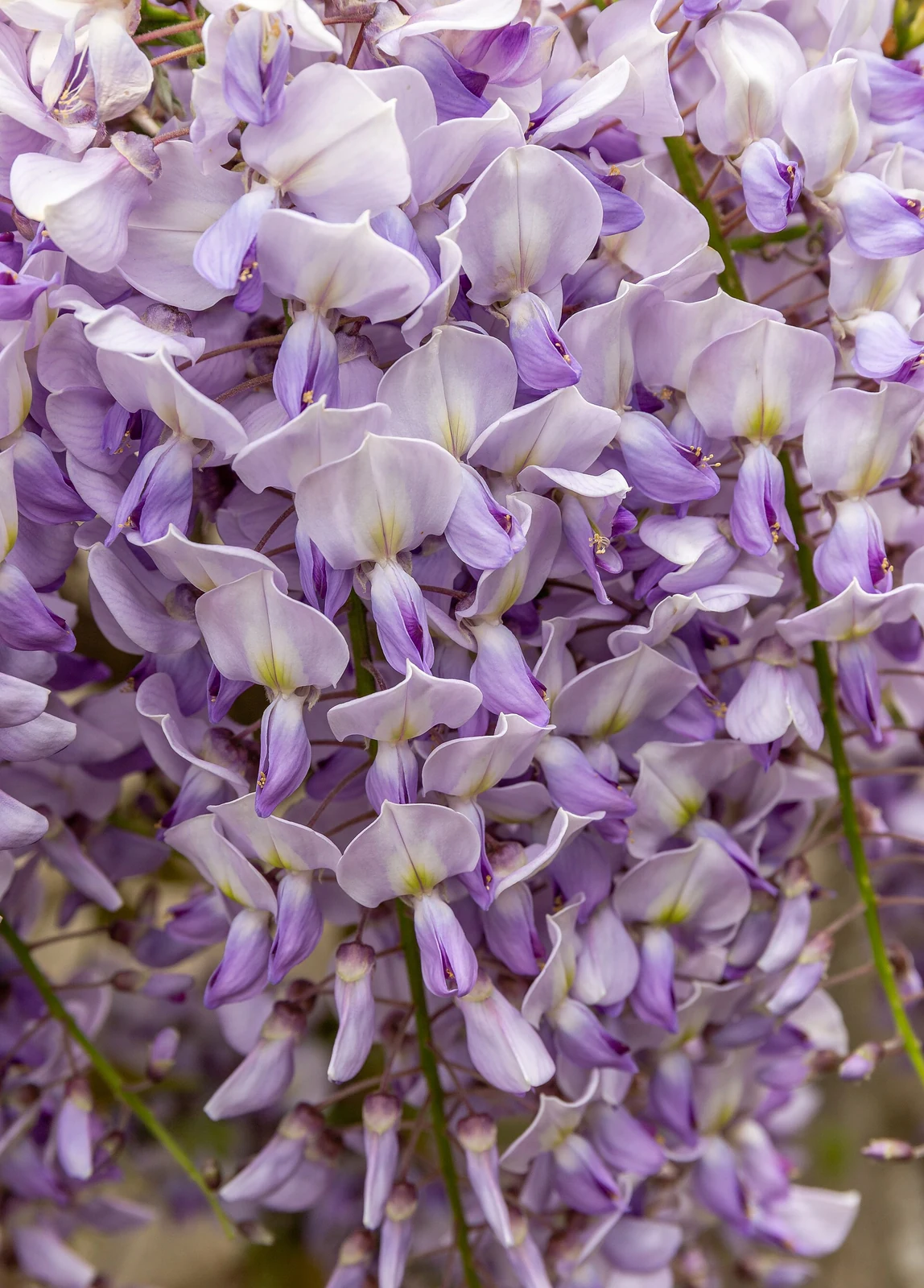Fleurs violettes de glycine