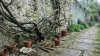 Pots de terre et plantes grimpantes contre mur de pierre