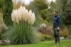 Herbes de la Pampa Danger Plante Interdite⚠️Que risquez-vous ?