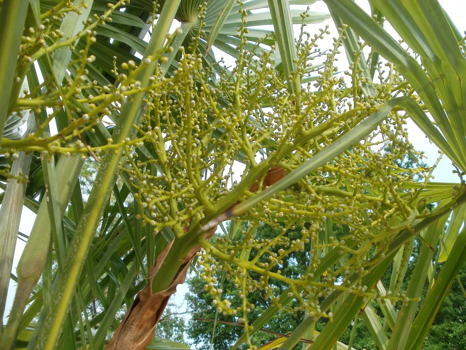 Inflorescences jaunes sur un palmier
