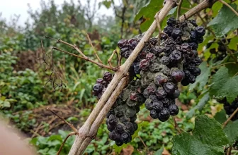 Grappe de raisins noirs mûrs sur vigne avec feuilles vertes