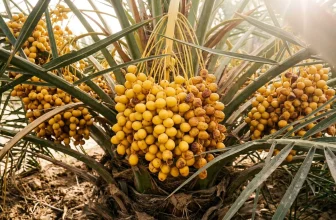 Grappes de dattes jaunes mûres sur palmier dattier