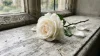 Quelles Fleurs pour un Enterrement​ ? 🌸 Guide fleurs de deuil