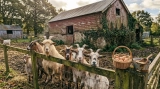 La Fermedupiqueur.org​ : Site de la ferme bio à la maison