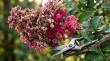 🌸Quand couper les Fleurs d&rsquo;Hortensia fanées​ & Comment tailler ?