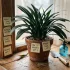 Quand planter un Laurier rose ? Entretien & Plantation