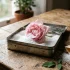 Rose Blanche Signification​ : Langage des fleurs & Symboles