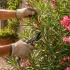Combien coute une rose chez un fleuriste ? Prix à l’unité
